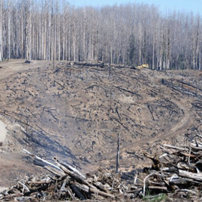 Salvage logging after the bushfires (Credit: David Lindenmayer)